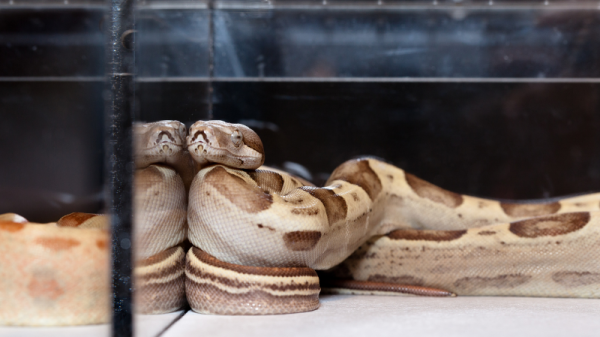 vet says large snake wants to eat owner after vet visit
