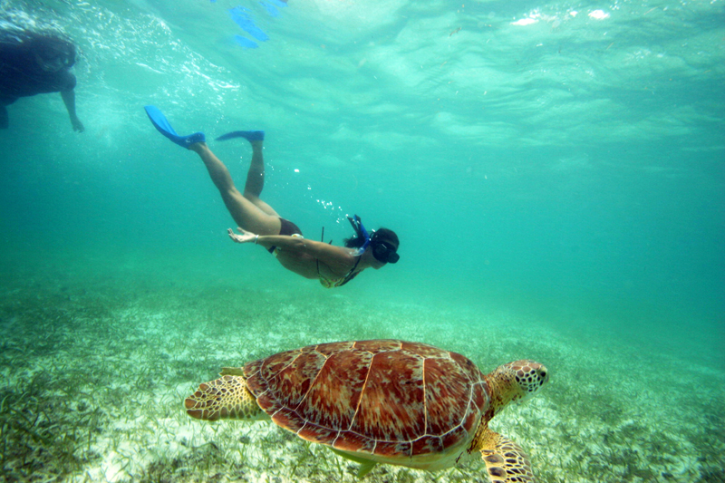 Snorkling While Swimming With Turtles in Akumal, Quintana Roo