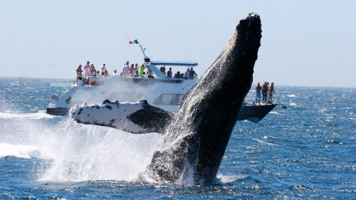 Whale Watching in Los Cabos, Baja California Sur