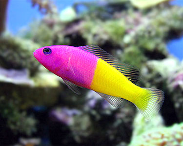 Saltwater Fish - Bicolor Dottyback