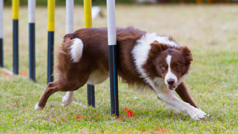 Best Competitions & Tests to do with Dogs