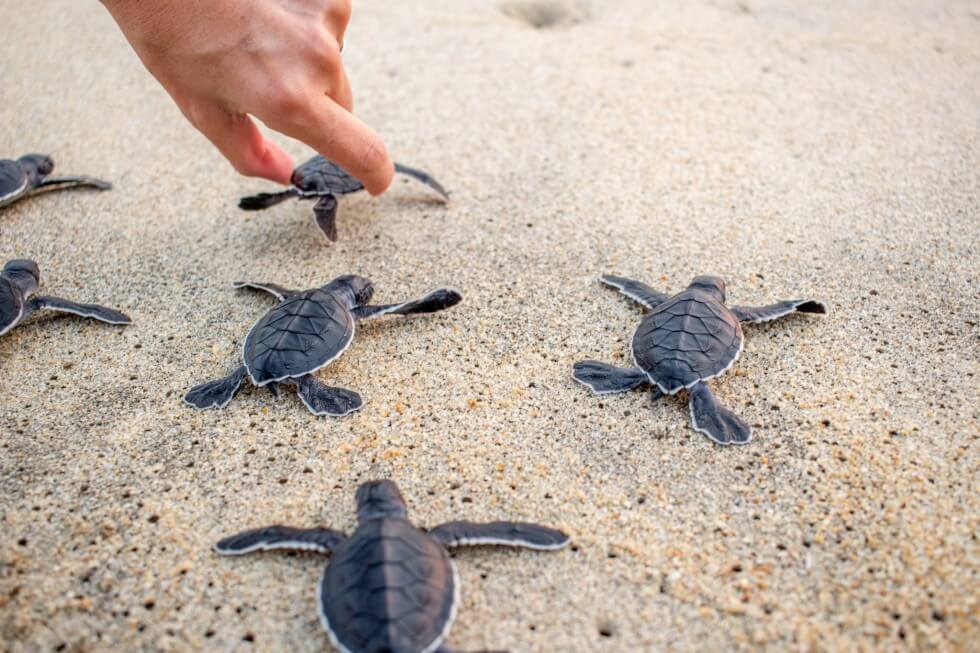 Newly Hatched Turtles on Mazunte Beach, Oaxaca