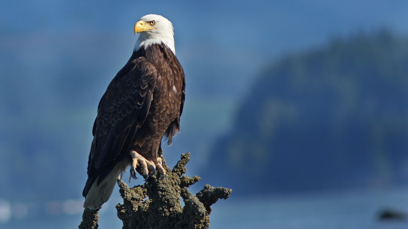 bald eagle recovery