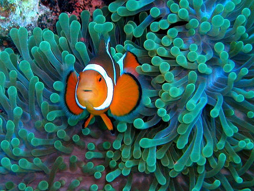 Clownfish and Anemones