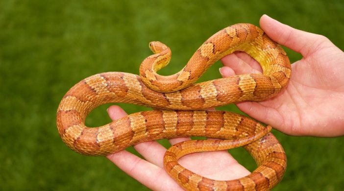 Best Breeds for Beginners - Corn Snake