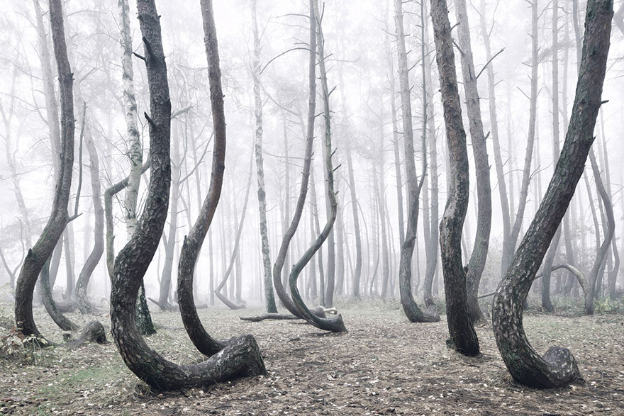 The Mystery of the Crooked Forest - Krzywy Las, Poland