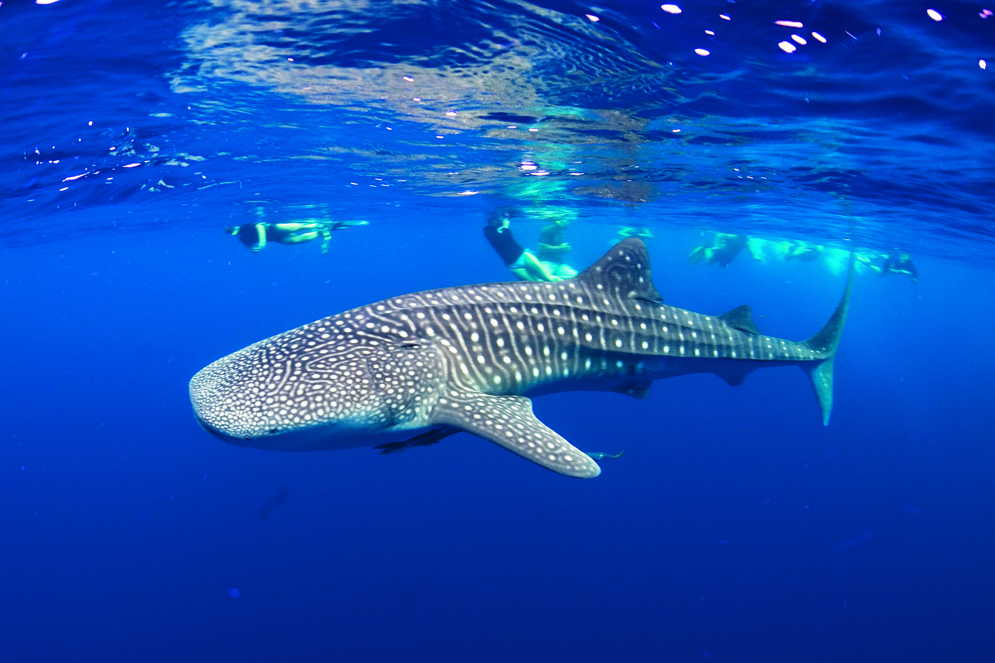 Whale Shark Diving in Holbox, Quintana Roo