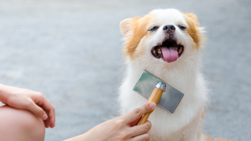 Important Facts about Dog Grooming