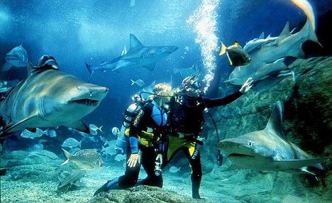 Scuba Diving with Sharks 