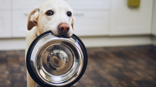 top facts about dog food