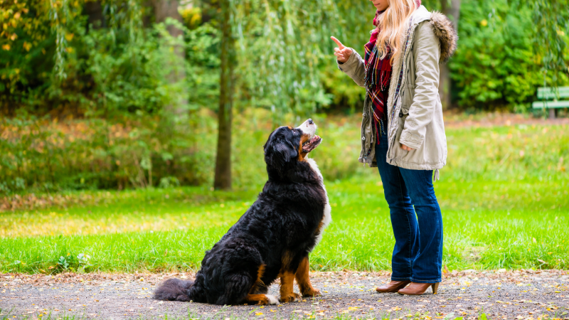 The most useful less common things to teach your dog
