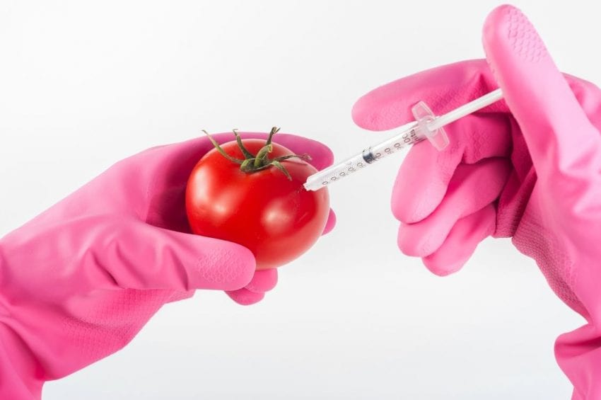 person injecting tomato with some substance