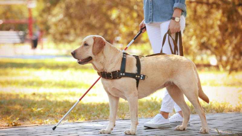 How to train guide dogs