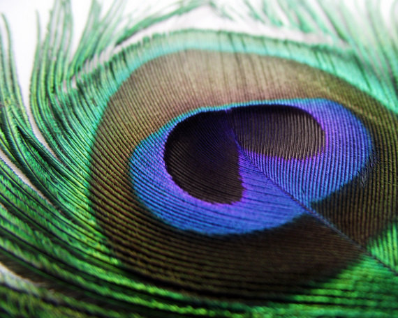 close-up Peacock Feather Photo