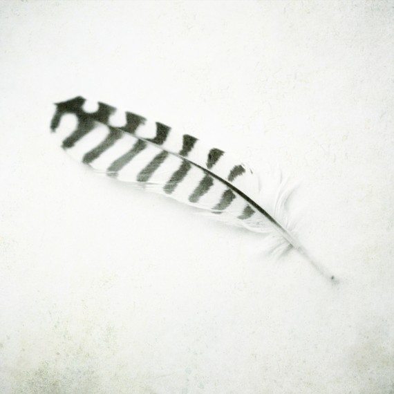 Black and White Photography striped feather