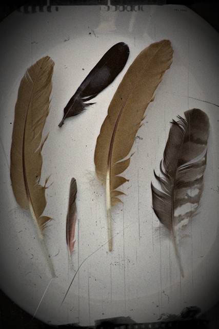 group of five feathers