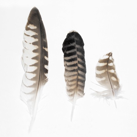 three striped falcon feathers