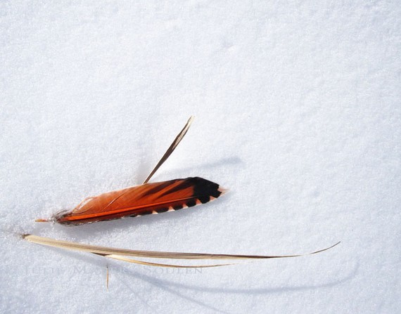 Red Feather on Snow Still Life Nature Photo