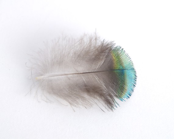 Natural History Collection - Peacock Feather - Fine Art Photograph