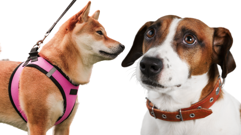 Benefits of Dog wearing Harness and Dog Wearing Collar