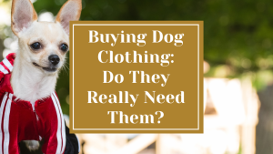 Buying Dog Clothing – Do They Really Need Them?