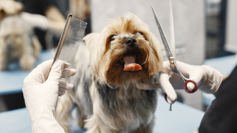 Discussing the Most Common Dog Grooming Myths