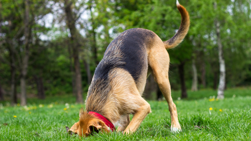 How to Correct Destructive dog behaviors like digging