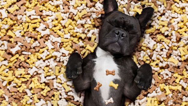 Dog surrounded by different dog treats