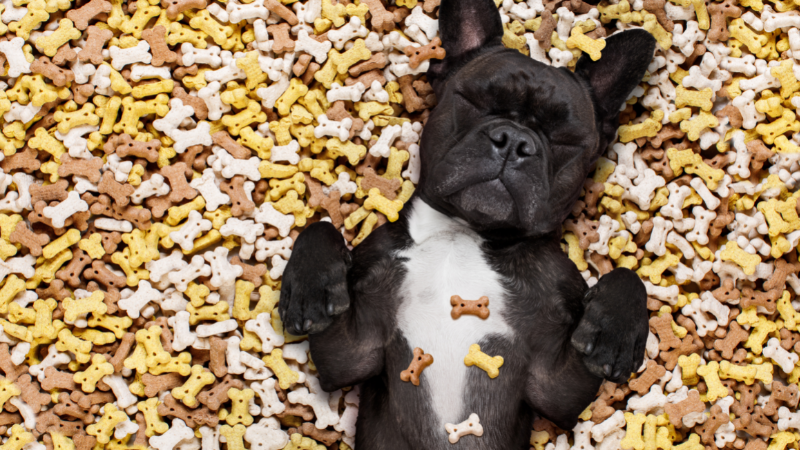 Dog surrounded by different dog treats