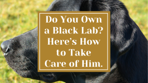 Do You Own a Black Lab? Here’s How to Take Care of Him.