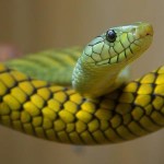 Endangered Snakes