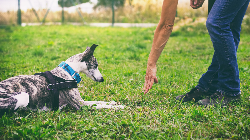 Dog Trainer Shares Facts About Dog Training