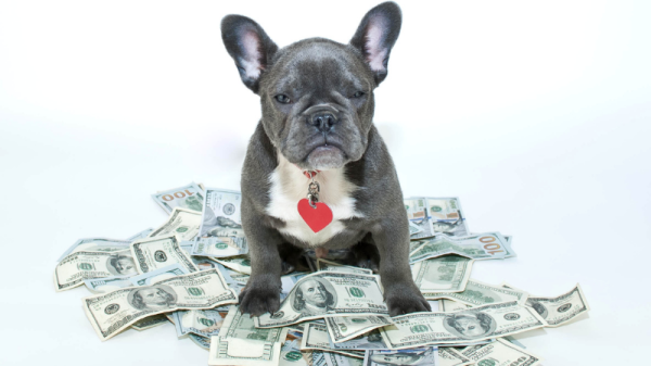 Dog on pile of money shows how much you should budget for your dog