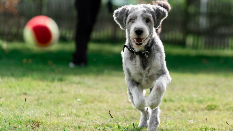 Exercise Your Dog by Playing Fetch