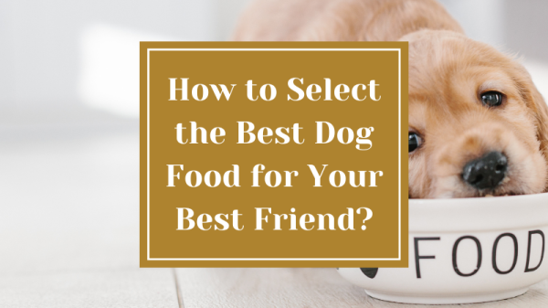 How to Select the Best Dog Food for Your Best Friend?