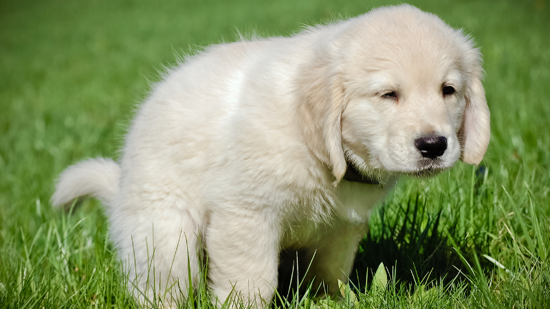 How to potty train your dog when he is a puppy