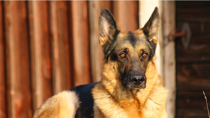 Tips for Training German Shepards