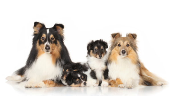 Tips for selecting a pure breed dog