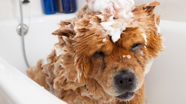 Top ways to save time when grooming your dog