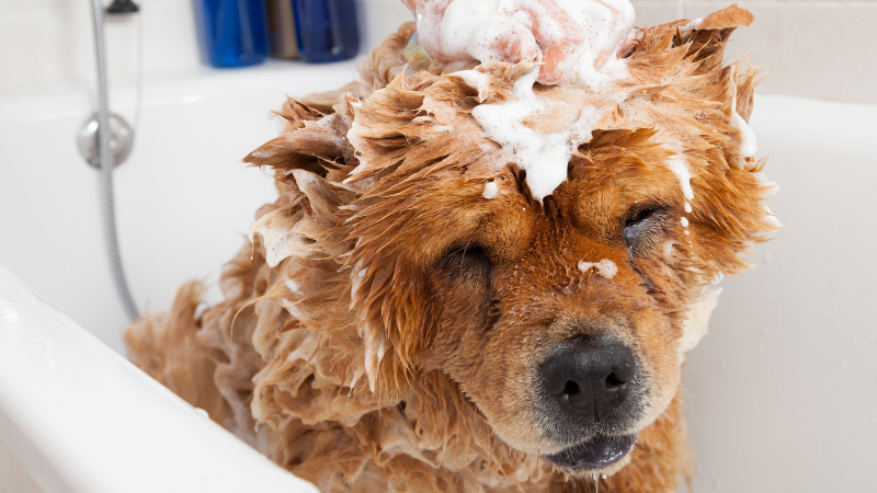 Top ways to save time when grooming your dog