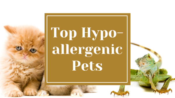 Top Hypoallergenic Pets