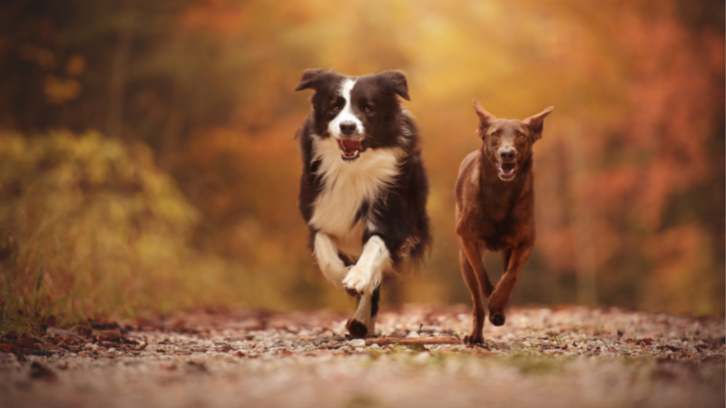 What dogs are best for running?