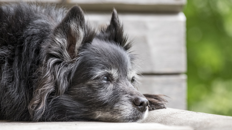 When should you humanely euthanize your dog