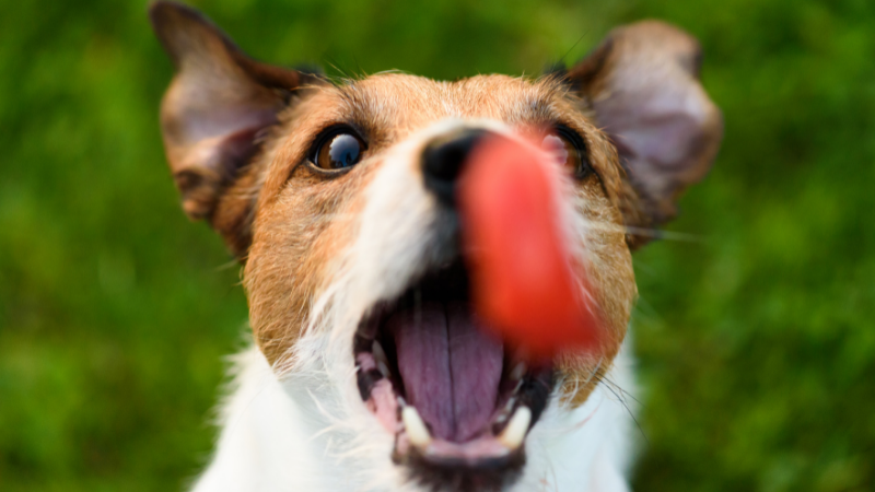 When to Reward Your Dog with a Treat
