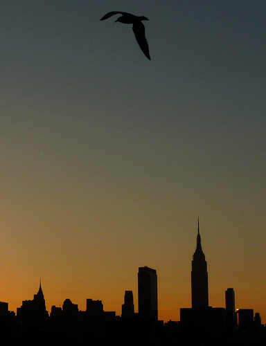 city bird silhouette sunset new york