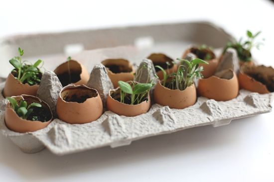 DIY Egg Crate Garden