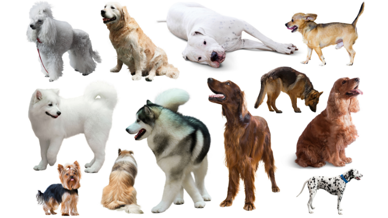 How to pick the right dog breed for you