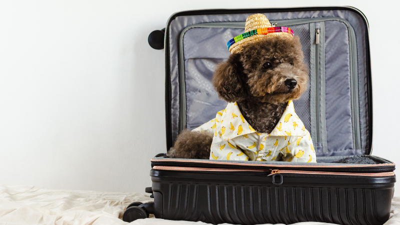 how to take your dog on vacation