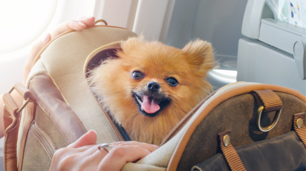 Dog ready for travel in kennel tips for how to travel with dogs