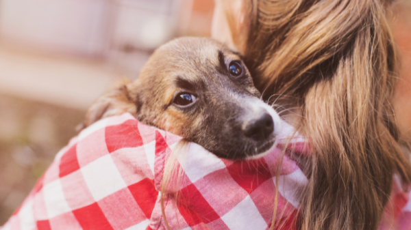 New Dog owner checklist for everything you need to know